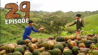 ILOCANO VLOG | HARVESTING PUMPKINS WITH FAMILY | Life in the Countryside | Episode 29