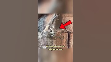 Tắc Kè Liều Mạng Cứu Đồng Đội Khỏi Rắn Độc Và Cái Kết