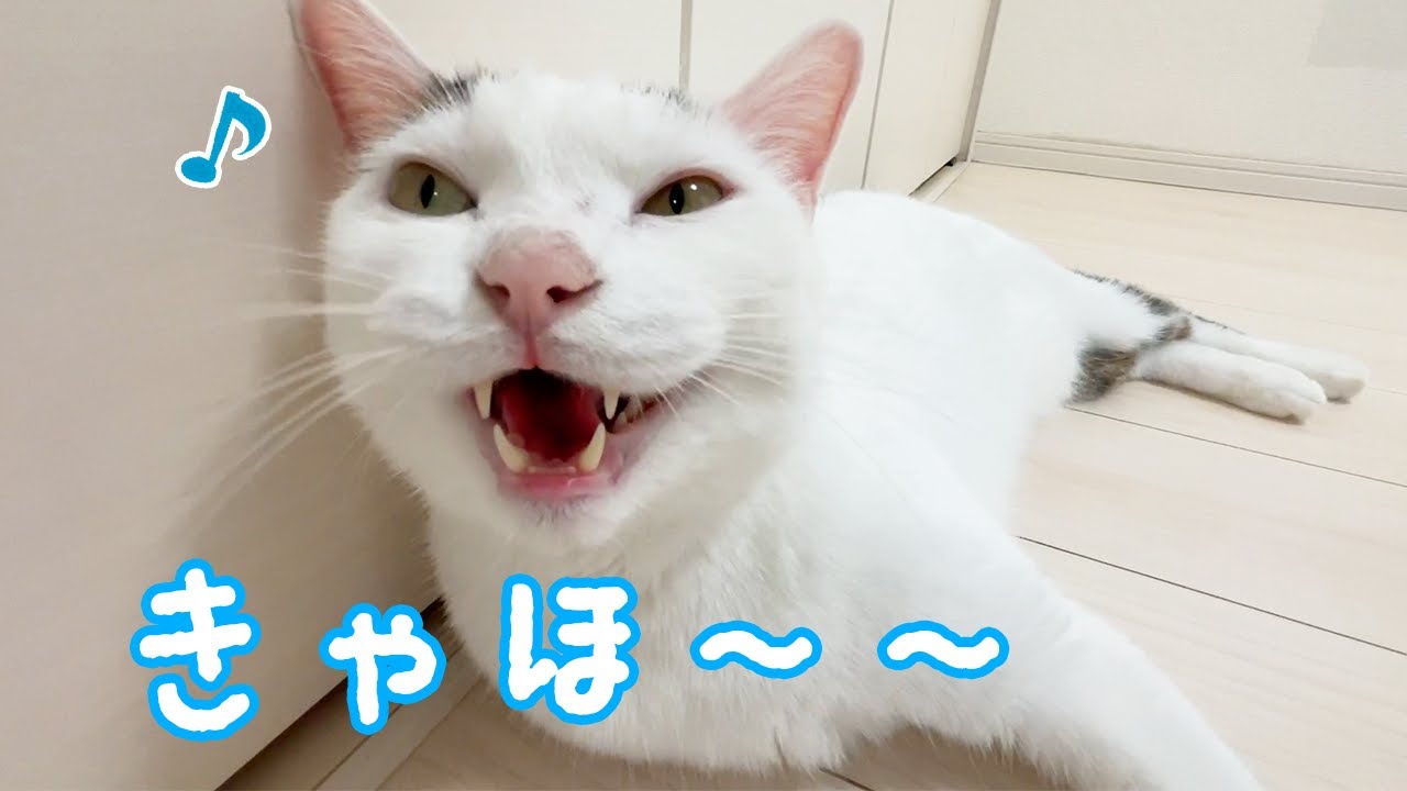 色んな鳴き方をしてお喋りしてくれる猫チロさん