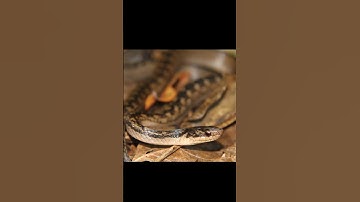 Fastest Vanishing Snake on Earth – Saint Lucia Racer! #shorts