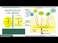 Digestión y Metabolismo de Lípidos 1a  Parte