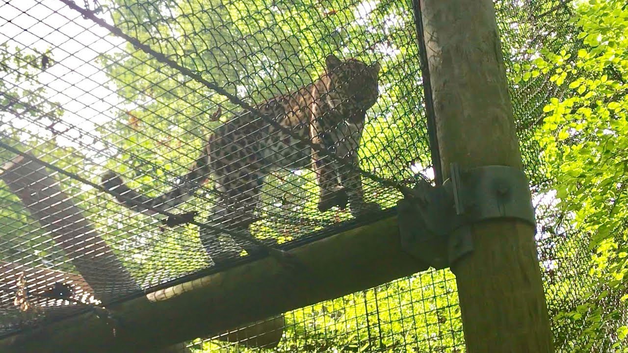 'Zoo View:' Meet Zeke, the Kansas City Zoo's new Amur leopard - YouTube