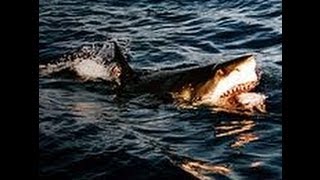 Los Tiburones, depredadores en peligro