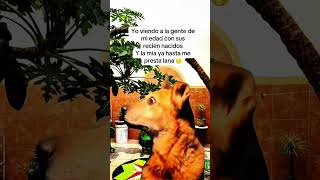 siguenos para mas contenido #viralpost #gatitoslindos #viralvideoシ #paratiiiiiiiiiiiiiiiiiiii #humor