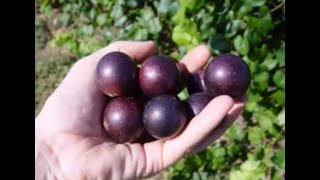 Most Common and Useful Cultivars for Muscadine Production