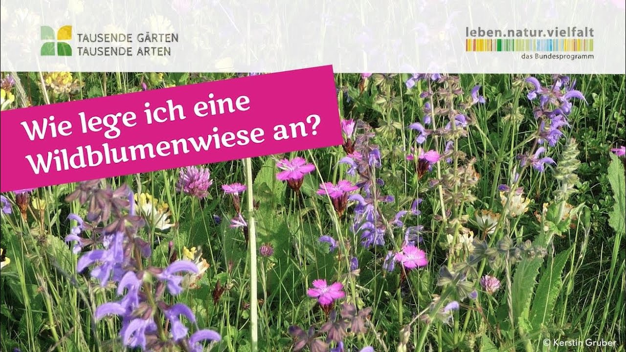 Wie lege ich eine Wildblumenwiese an? - YouTube
