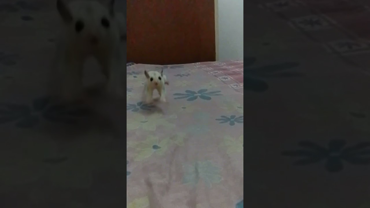 sugar glider platinum mozaic