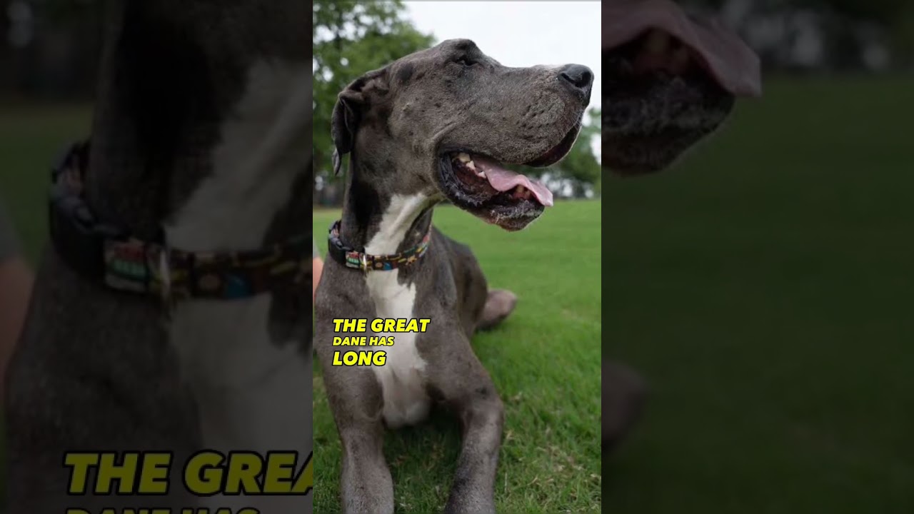 Which is the biggest dog breed? 