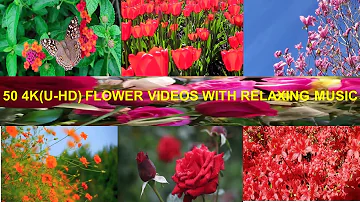 50 FRESH FLOWER VIDEOS WITH SOUL TOUCHING MUSIC #flower