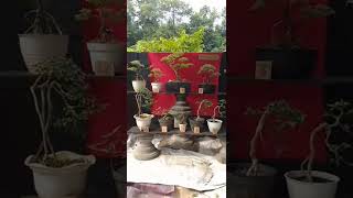 Tayang Live Bonsai Perdana