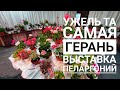 Выставка пеларгоний "Ужель та самая герань" 2021. Самый большой выбор сортовых пеларгоний в России