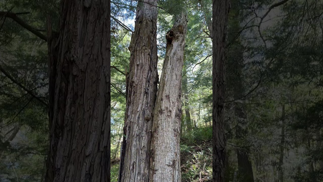 Nature’s Embrace - Two Trees as One合欢树 