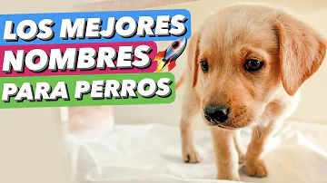 ¿Cuál es el nombre más básico para un perro?