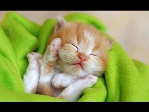 超かわいい 子猫ちゃんの動画です 癒しの子猫ちゃん Youtube