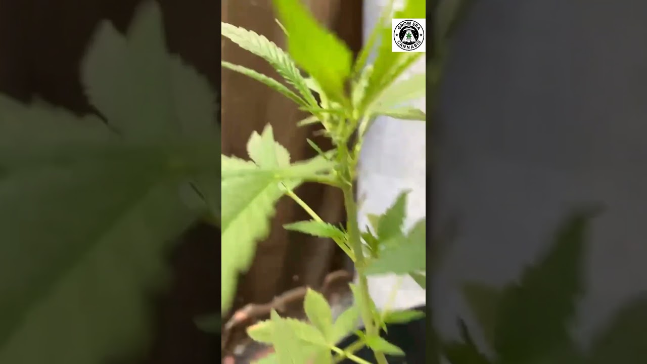 como identificar o sexo da planta? cannabis macho ou fêmea?