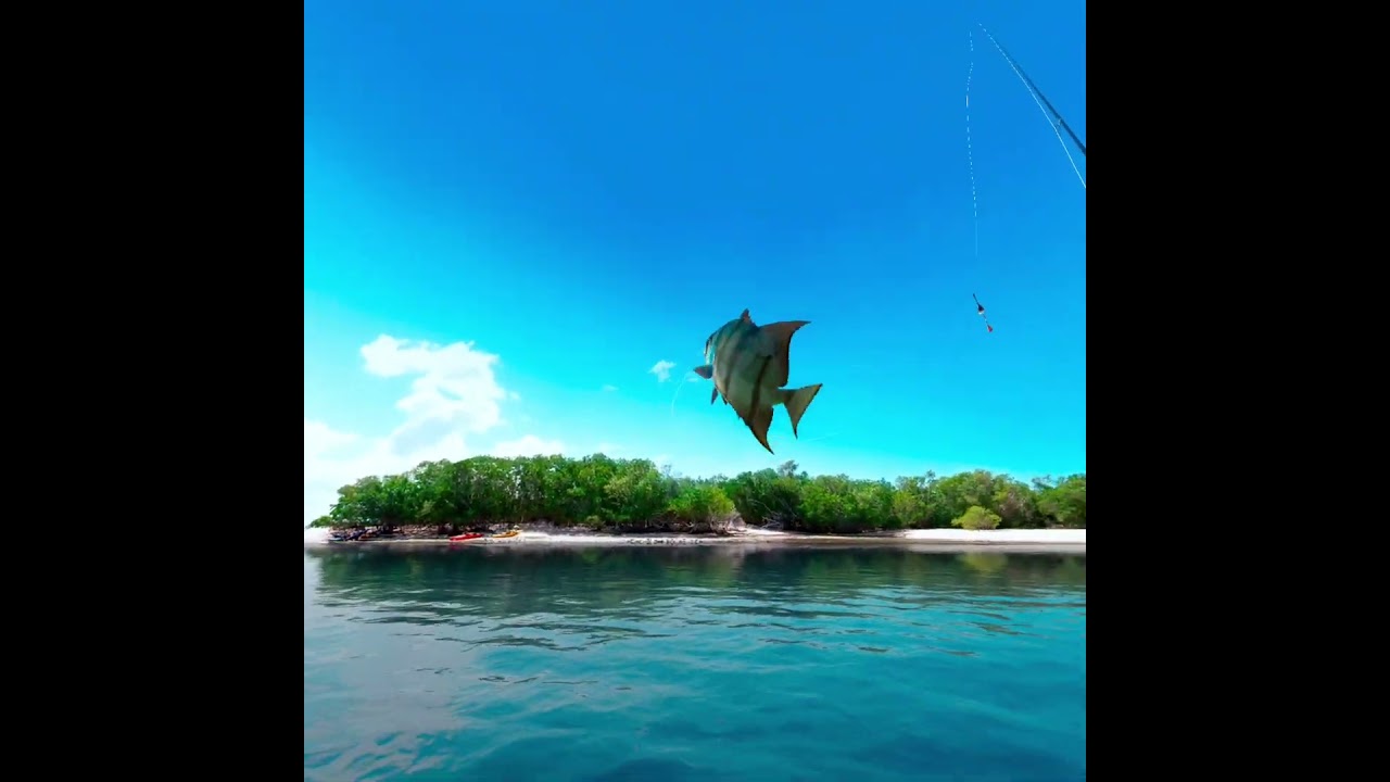 RVRF UE②Kingston Key ⊕Orangefin Spadefish 澄鰭白鯧