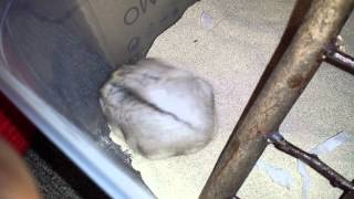 Russian dwarf hamster in a sandbox