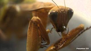 How to mate aggressive mantids...