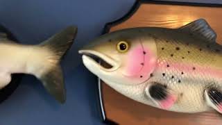 Bonelop Fish room tour pt.2