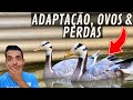 Adaptação dos Gansos Índicos | Galinha da Angola | Carpa GIGANTE | Aves Recriar