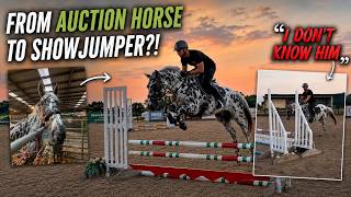 I Bought My Dream Horse at Auction… His First Ever Showjumping Session!