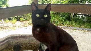 水を飲む神社の野良猫