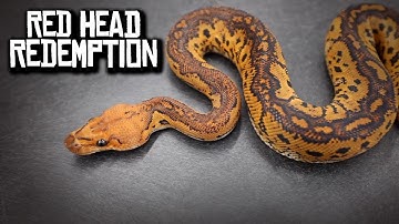 RedHead Clowns - official project introduction! Morphs 101 Special