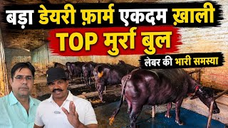 बड़ा डेयरी फ़ार्म एकदम ख़ाली | टॉप मुर्रा बुल | SV BREEDING FARM RAICHANDWALA JIND