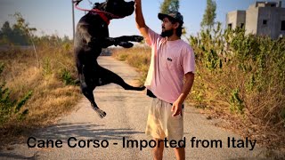 Cane Corso the ultimate Guard Dog | Thor | from Italy