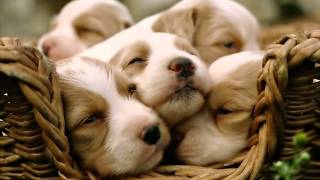 Information Cute Puppy Pictures Wallpapers Guide