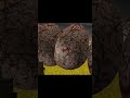 durbin ka tahalka omlet #carry ##carrydepie ##minecraft #minecraft animation #mincraf