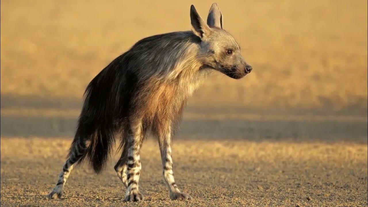 How Big Are Brown Hyenas? Are Brown Hyenas Dangerous?Why Is the Brown
