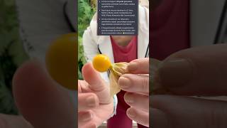 Você conhece Physalis?