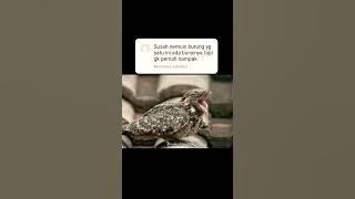 Download lagu Burung Sirit Uncuing / Burung Tuwu, Burung Penuh Mitos Dan Berharga Tinggi