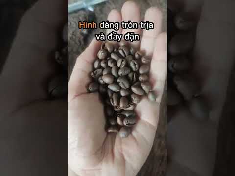 Sự Khác Nhau Giữa Cà Phê Robusta Và Arabica #shorts