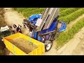 The Chinese government has become the world leader in agriculture. Amazing farming video.