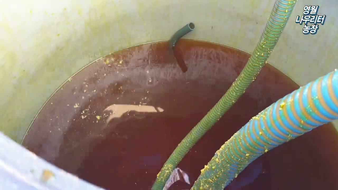 (공지사항) (나우리센터 영월) 유기농 매실재배 - 석회유황 살포시 세균 및 해충 박멸