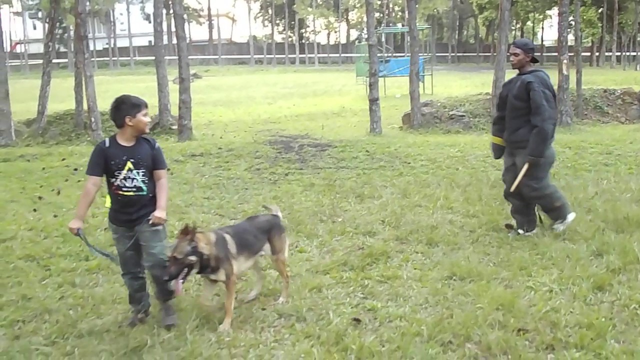 dog training mauritius YouTube
