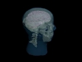 Design Video: Adult Head (Static) for X-Ray CT, US, MRI
