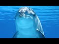 Звук дельфина БЕЗ МУЗЫКИ и РЕКЛАМЫ- Sound dolphin, voice Sound dolphin, voice dolphin