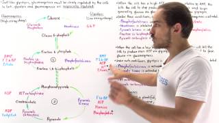 Reciprocal Regulation of Gluconeogenesis and Glycolysis