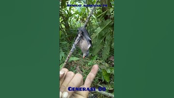 memikat burung rambatan anti zonk#shorts
