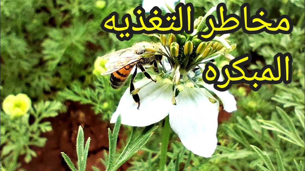 مخاطر التغذيه المبكره على النحل وانتاج العسل.