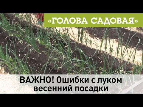 Голова садовая - ВАЖНО! Ошибки с луком весенний посадки