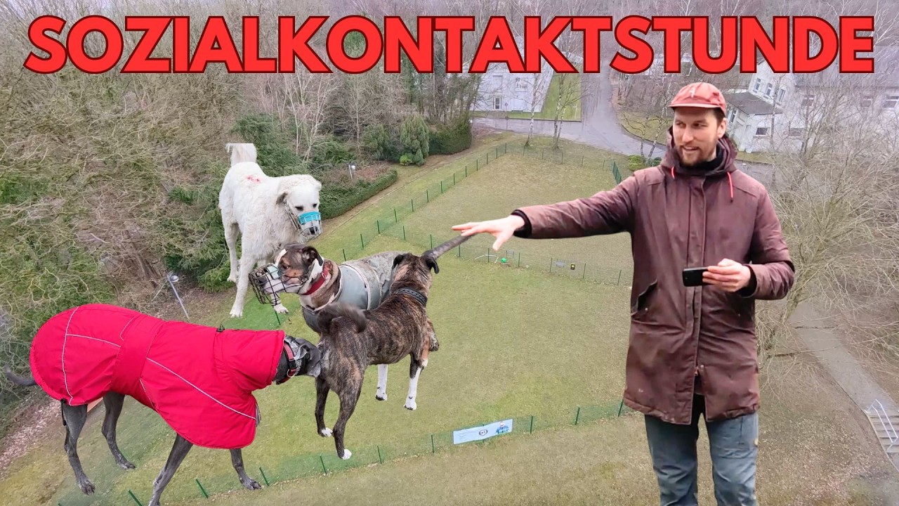 Sozialkontaktstunde mit Alex_Hundecoach