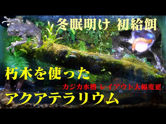 朽木でレイアウト カジカガエルに餌やり Killifish730 の Aqua Diy Ch 朽木でレイアウト カジカガエルに餌やり Killifish730 の Aqua Diy Ch