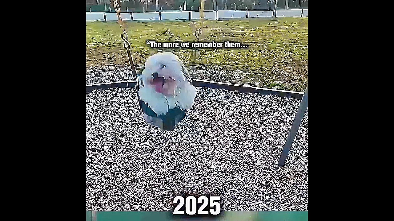 Dog Emotional Video 💔 (GOODBYE DOG) 