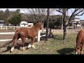 お爺ちゃん馬が親友を見つけた時の反応