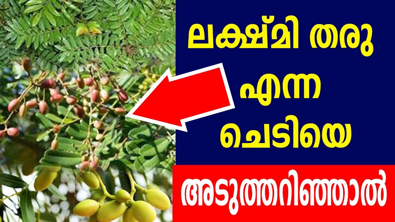 ലക്ഷ്മി തരു  എന്ന ഈ ചെടിയെ അടുത്തറിഞ്ഞാൽ