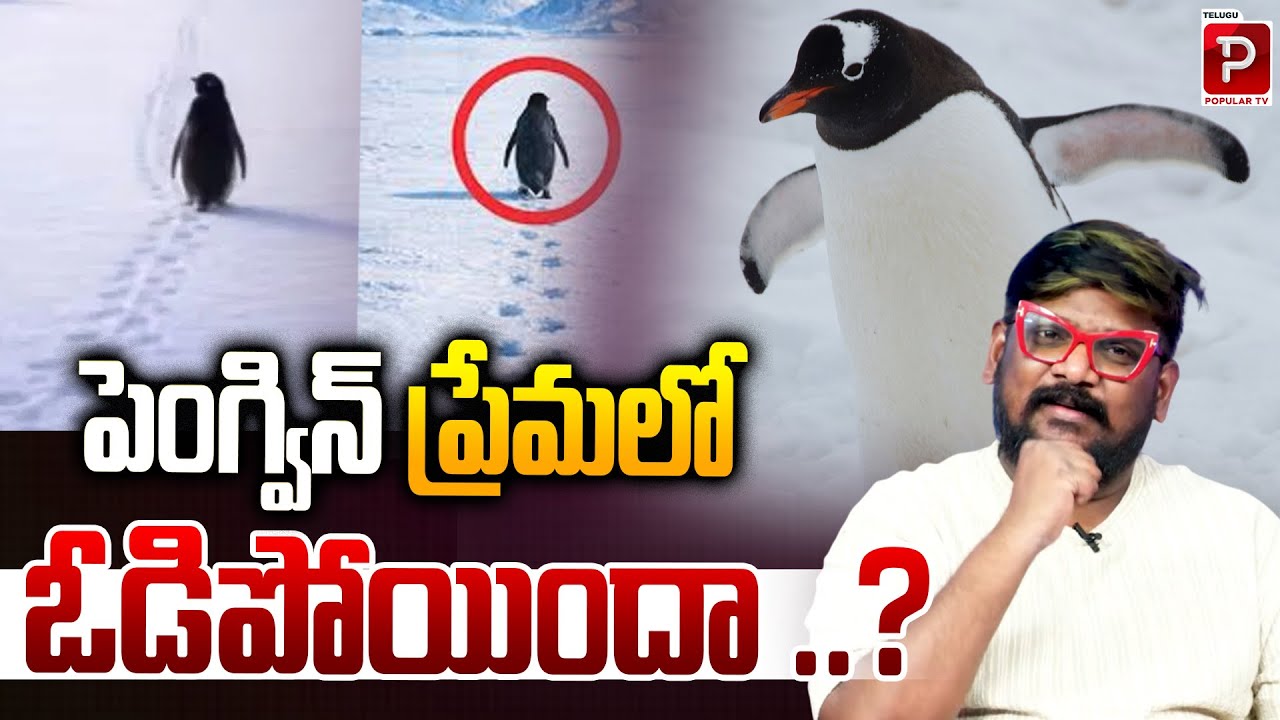 పెంగ్విన్ ప్రేమలో ఓడిపోయిందా ..? | Real Story Behind the Viral Penguin Video | Dasari Vignan